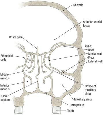 thumbs/Coronal Section of Skull.jpeg.jpg